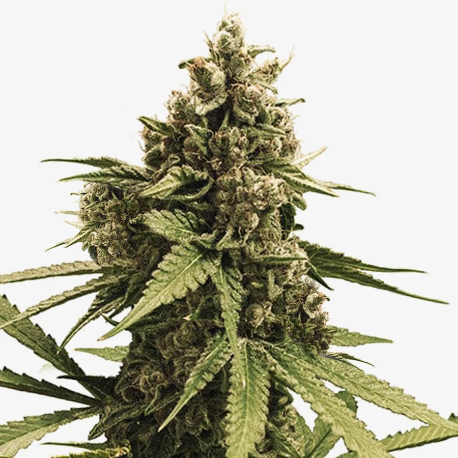 APPLE PIE: Die feminisierte Cannabis Sorte der Bonner Rapperin Die P