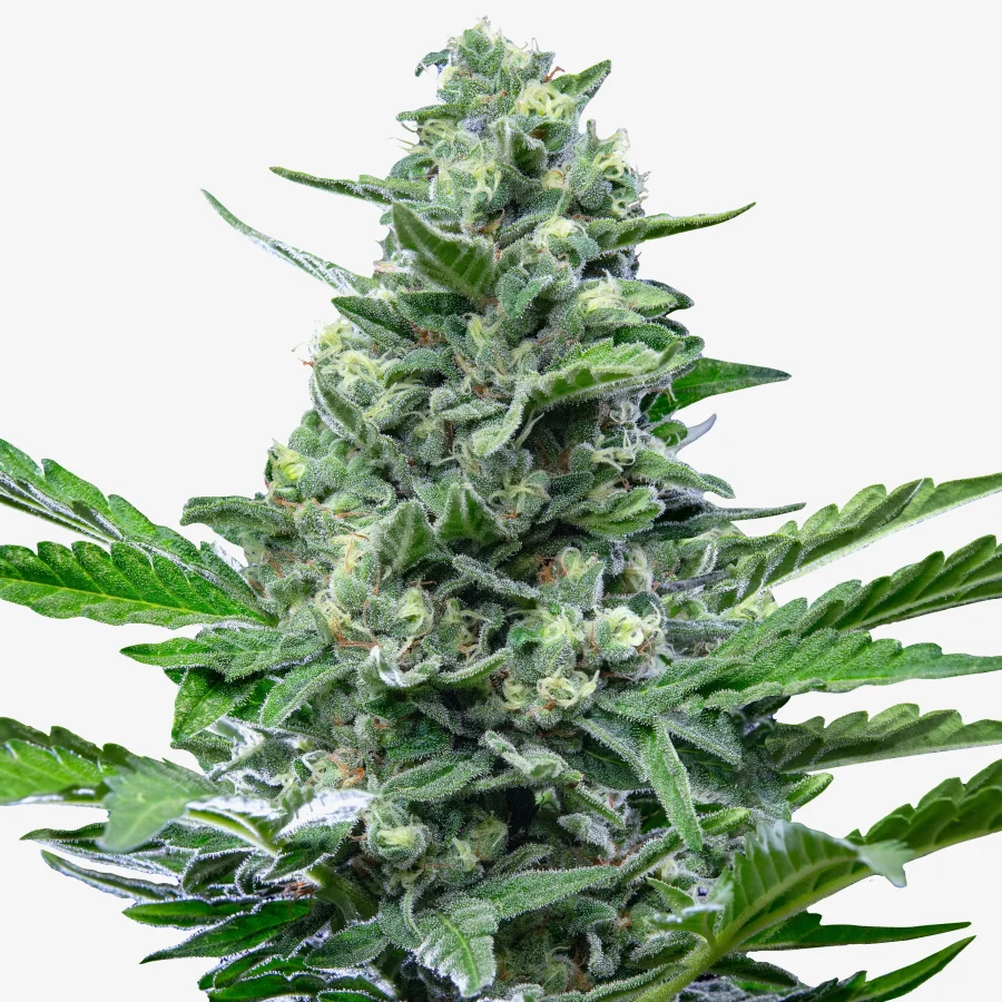 Quarantine Queen Auto: Cannabis Blüte - Critical Auto