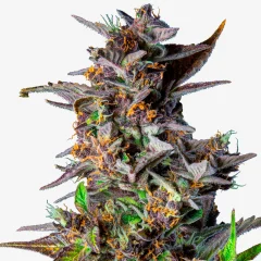 Drippy Melon Auto: Cannabis Blüte - Watermelon Auto