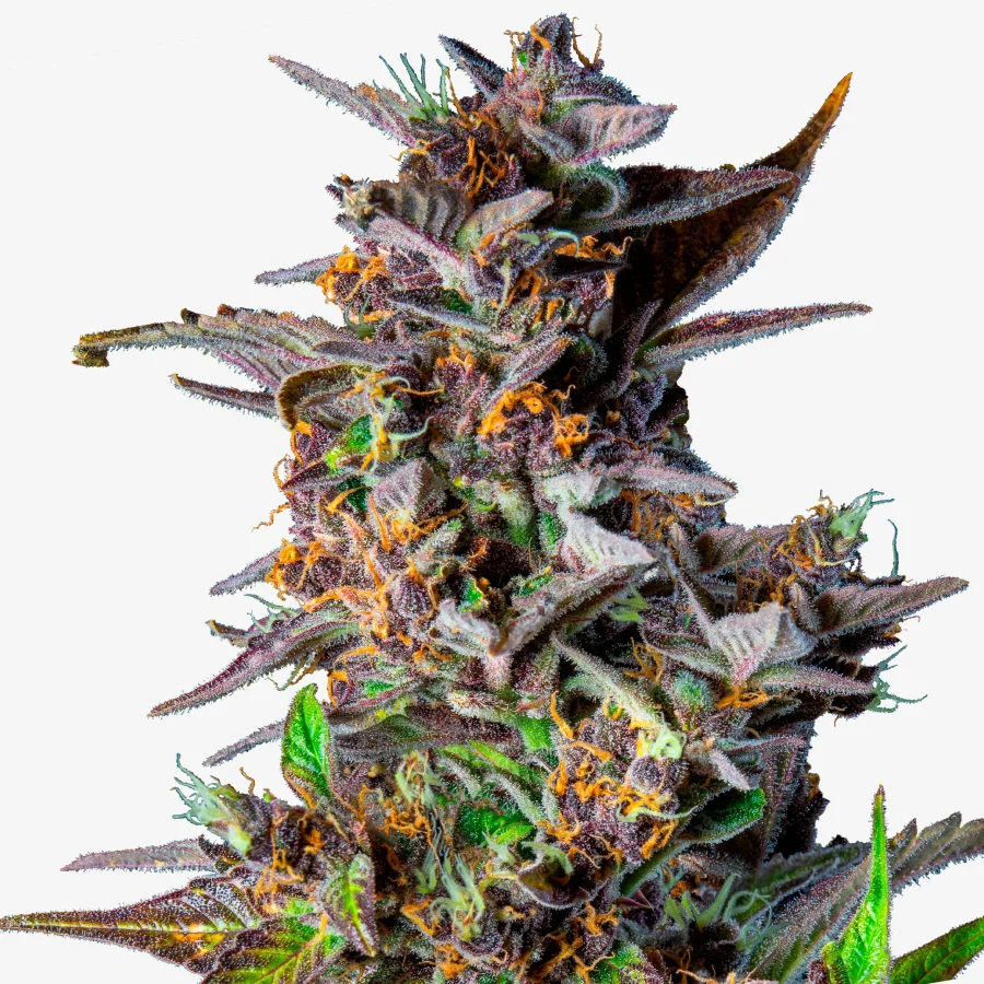 Drippy Melon Auto: Cannabis Blüte - Watermelon Auto