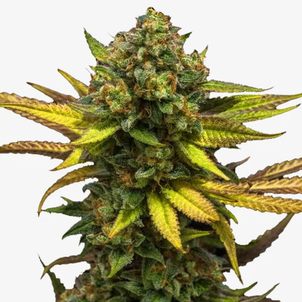 Candy Shopz: Auto Flowering Cannabis Samen / Skittlez