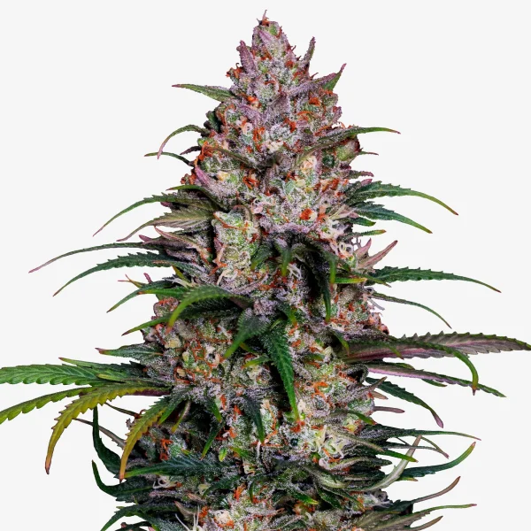 Candy Shopz: Cannabis Blüte Feminisiert - ZKITTLEZ