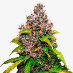 Drippy Melon: Feminisierte Cannabis Samen / Watermelon OG