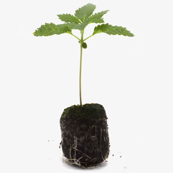 Feminisierte Cannabis Sämlinge Cookie Crusher Frontal