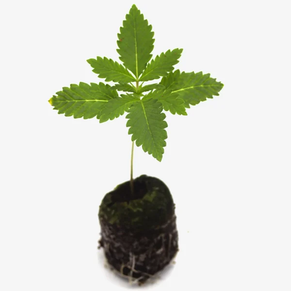 Feminisierte Cannabis Sämlinge Cookie Crusher Front top
