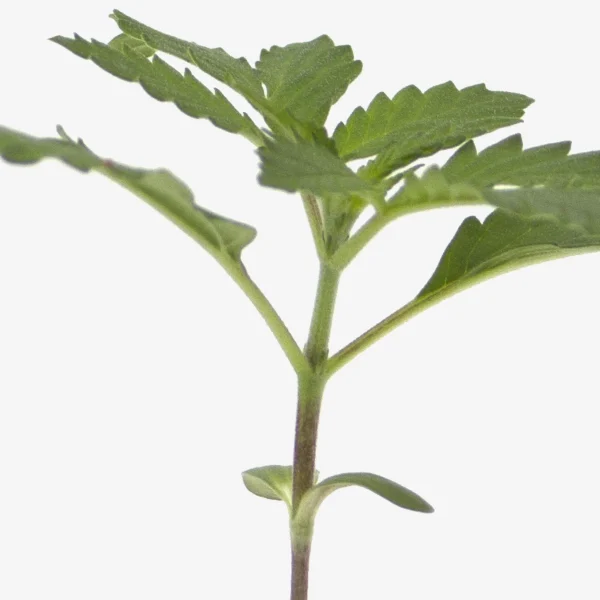 Feminisierte Cannabis Sämlinge Cookie Crusher Pflanzen-detail