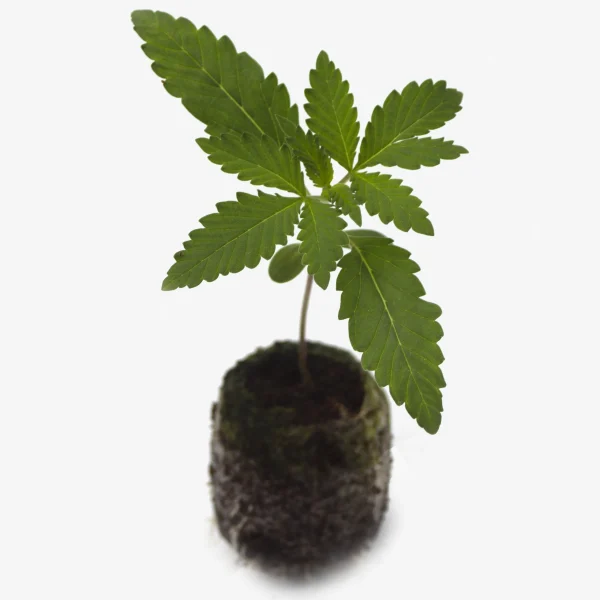 Feminisierte Cannabis Sämlinge Cookie Crusher von oben