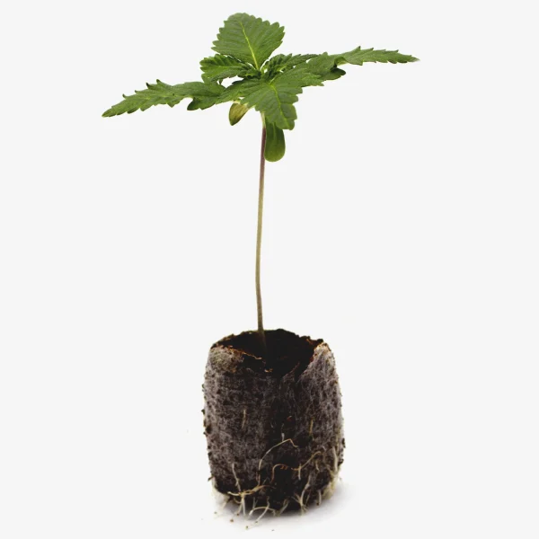 Feminisierte Cannabis Sämlinge Drippy Melon Frontal