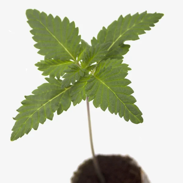 Feminisierte Cannabis Sämlinge Drippy Melon von oben