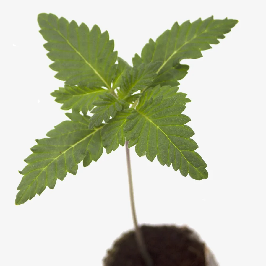 Feminisierte Cannabis Sämlinge Drippy Melon von oben