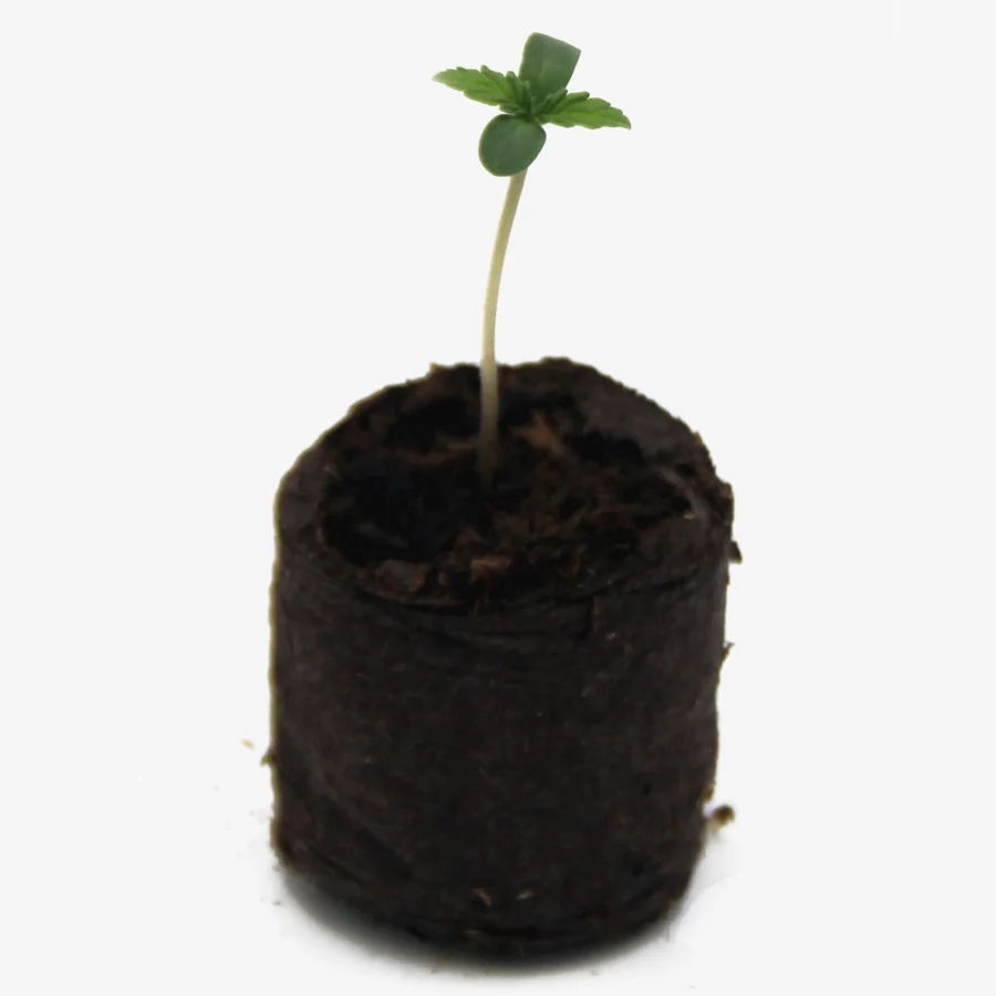 Drippy Melon Auto
