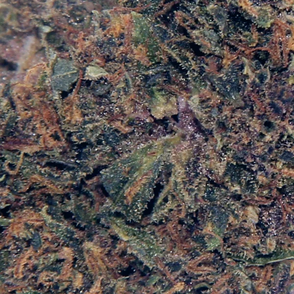Purple Hase THCP Blüten Detailansicht