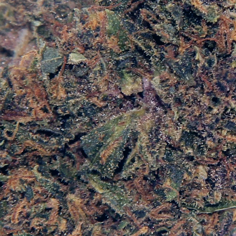 Purple Hase THCP Blüten Detailansicht