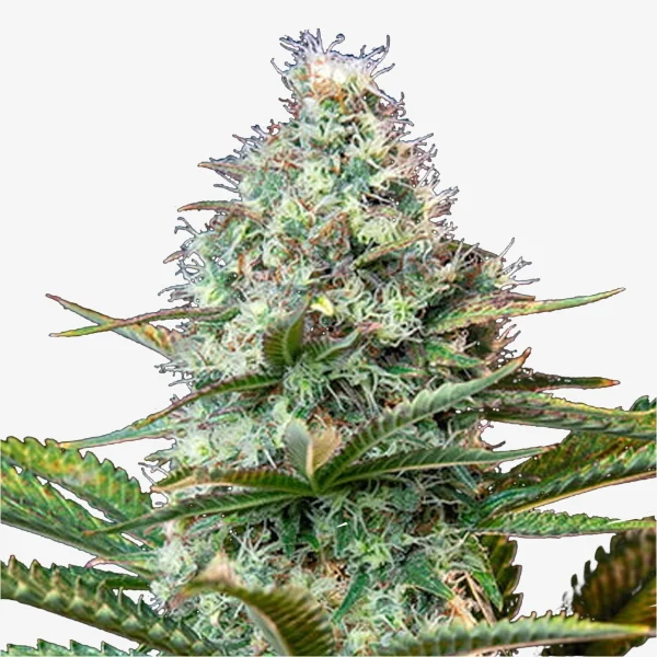 Royal Bomb: Auto Flowering Cannabis Samen / Runtz