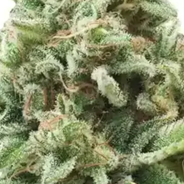 Royal Bomb: Cannabis Samen / Blüte Close Up