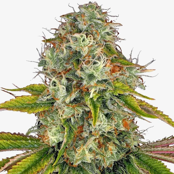 Vivid Buzz Automatic: Auto-Flowering Cannabis Samen / Wedding Crasher