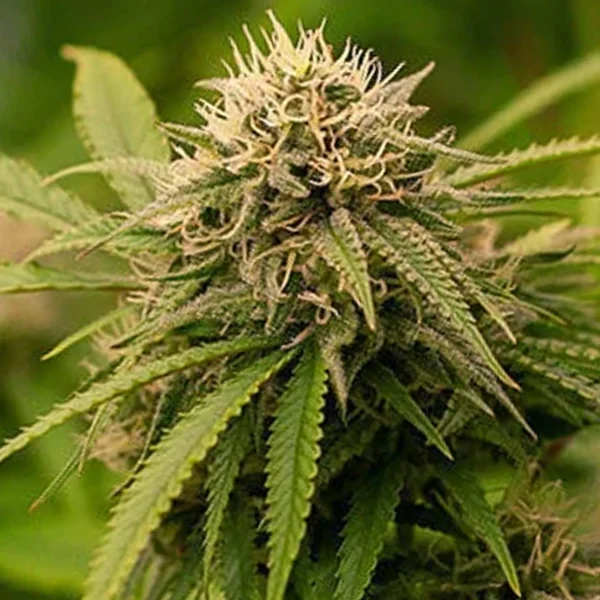 Vivid Buzz Automatic: Auto-Flowering Cannabis Samen / Wedding Crasher